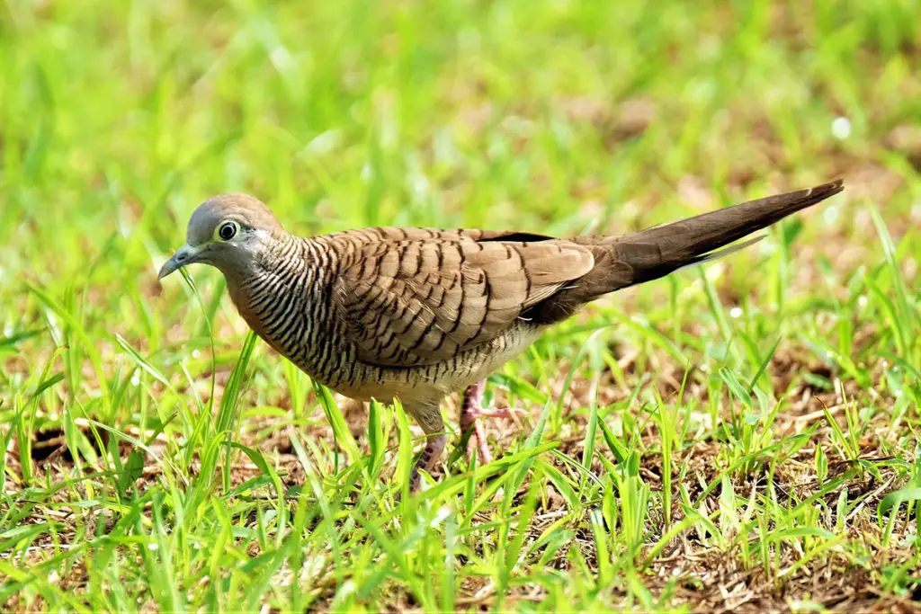 zebra-dove-geopelia-striata-hawaii-bird-guide