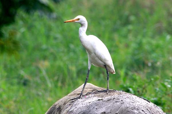 Cattle egret mount on a rock