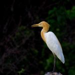 Cattle egret on the rock