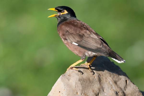 Common myna mount on a rock