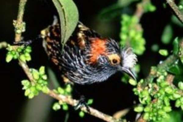Crested honeycreeper perched on a branch