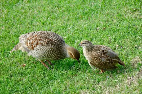 Gray francolin and juvenile foraging