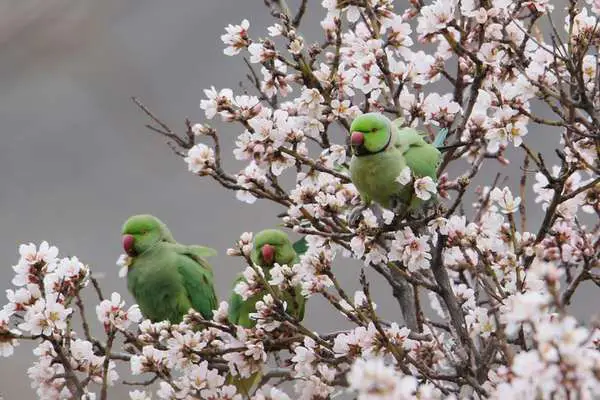 Group of rose-ringed parakeets