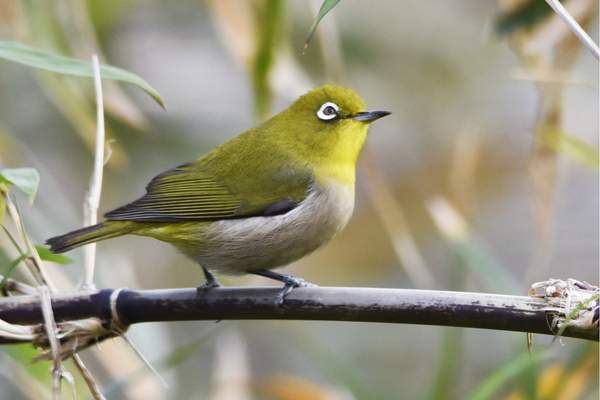 Japanese white-eye perched on a twig