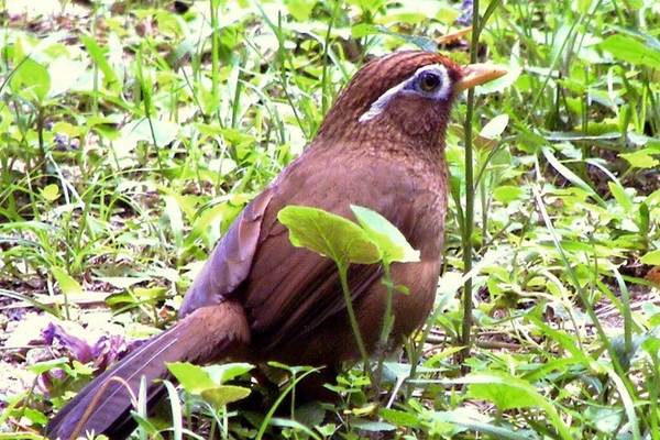 Melodious laughingthrush foraging