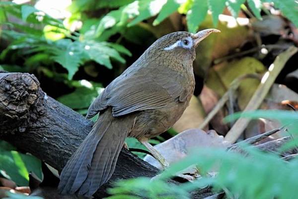 Melodious laughingthrush on log