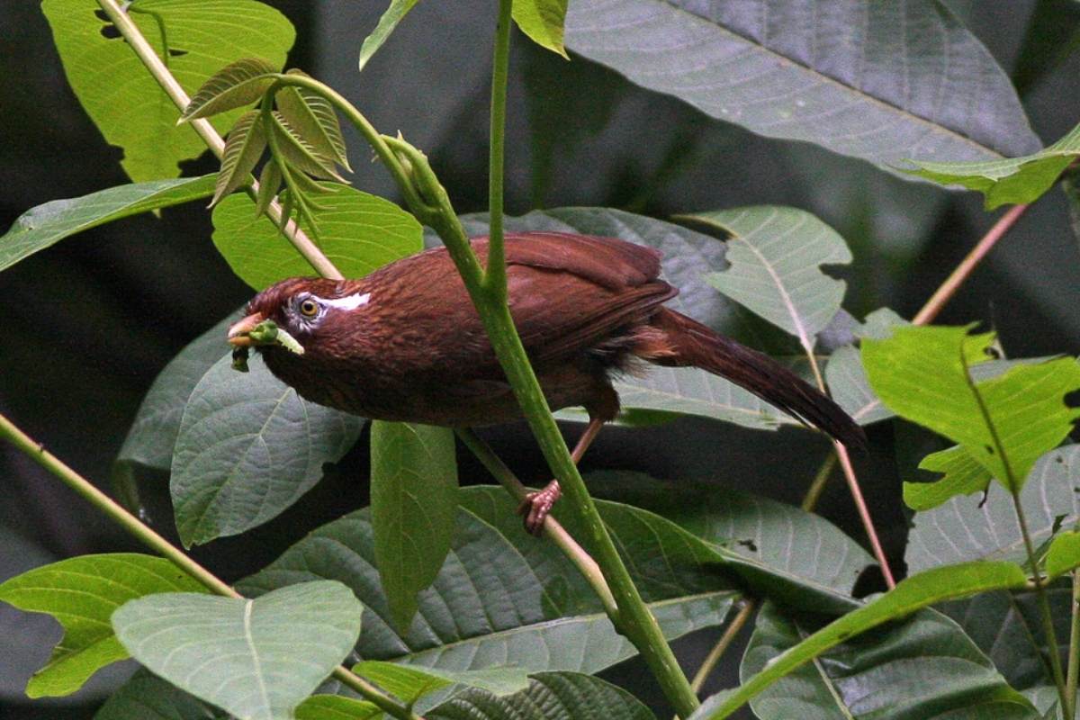 Melodious laughingthrush