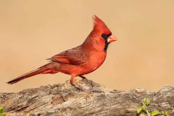 Northern cardinal on a log