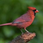 Northern cardinal perched on a log