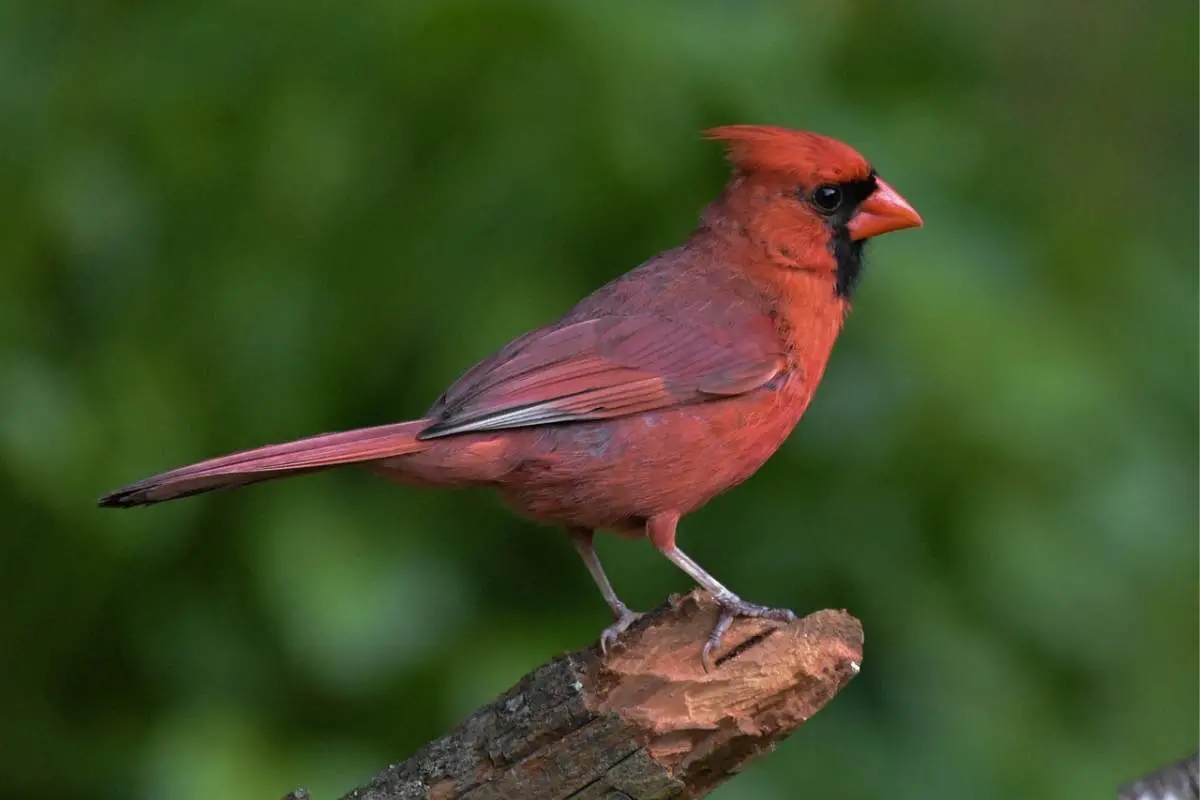 Northern cardinal perched on a log
