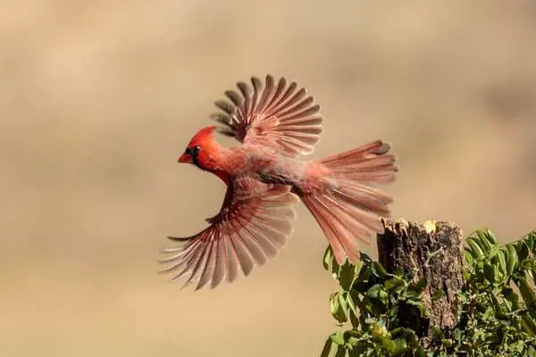 Northern cardinal spread wings