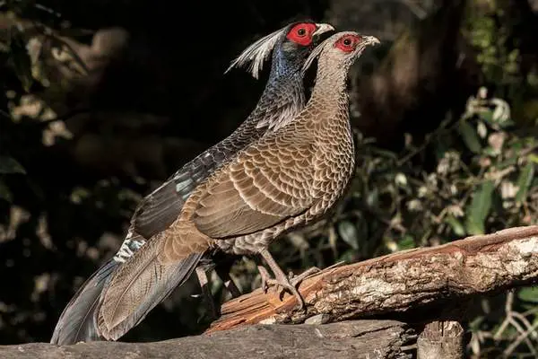 Pair of Kalij pheasant