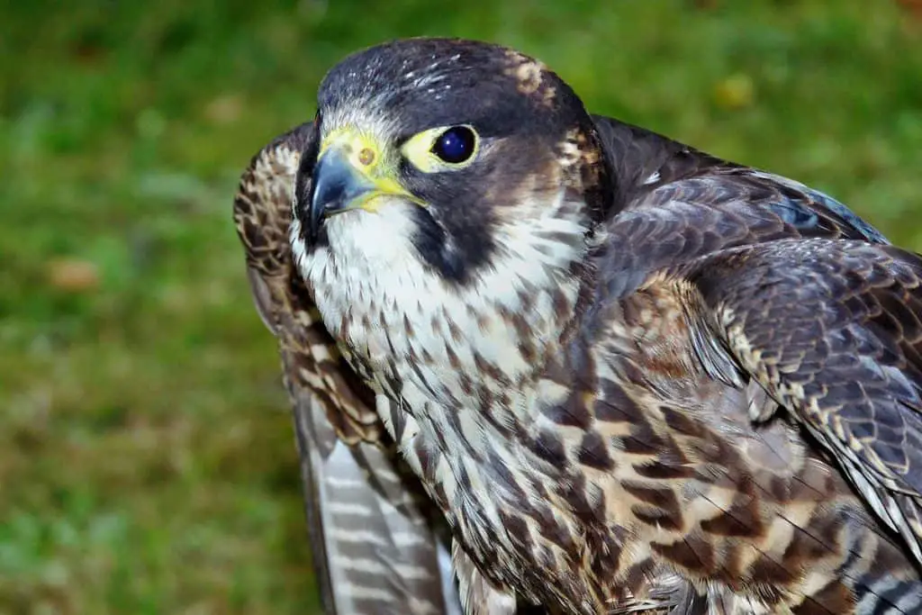 Peregrine Falcon (Falco peregrinus) - Hawaii Bird Guide