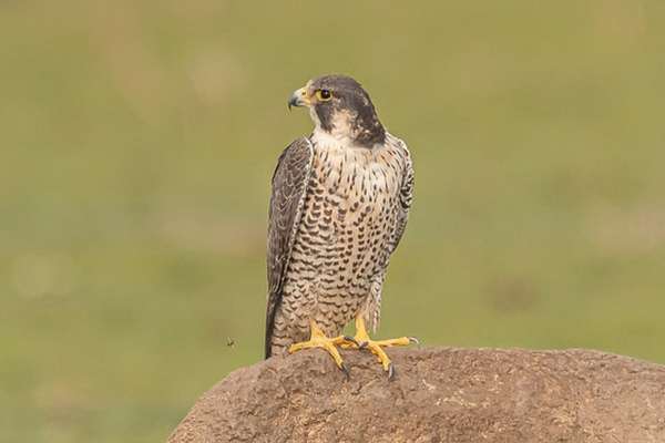Peregrine falcon perched on rock