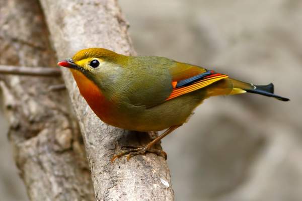 Red-billed leiothrix perched on a treebranch