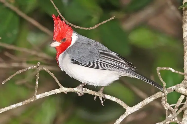 9 Red-headed Birds in Hawaii (With Pictures) - Hawaii Bird Guide