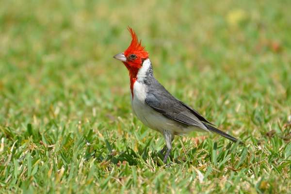 Red-crested cardinal in grassland