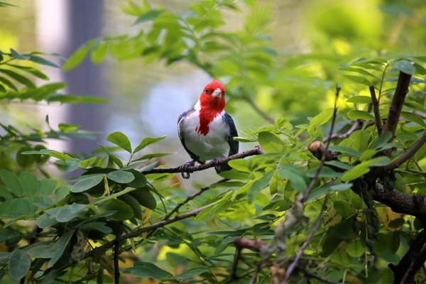Red-crested cardinal resting on a tree