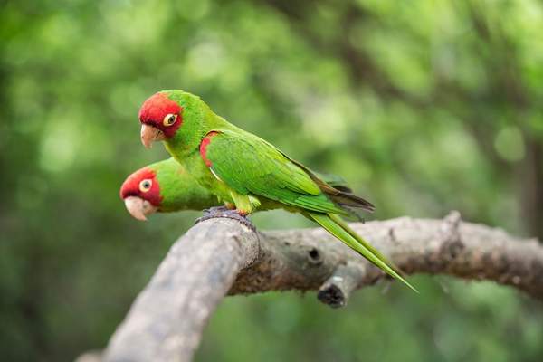 Red-masked parakeets on a tree branch