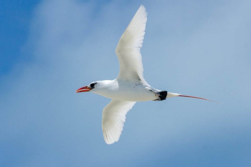 16 Species of Birds in Kauai (Pictures) Hawaii Bird Guide