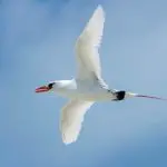 Red-tailed tropicbird in flight