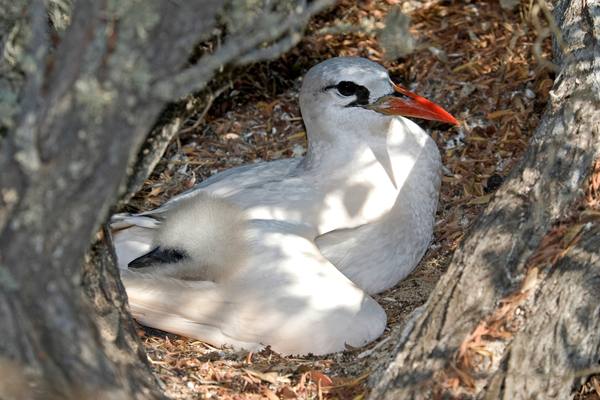 Red-tailed tropicbird nesting
