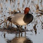 Redahead duck on wetlands