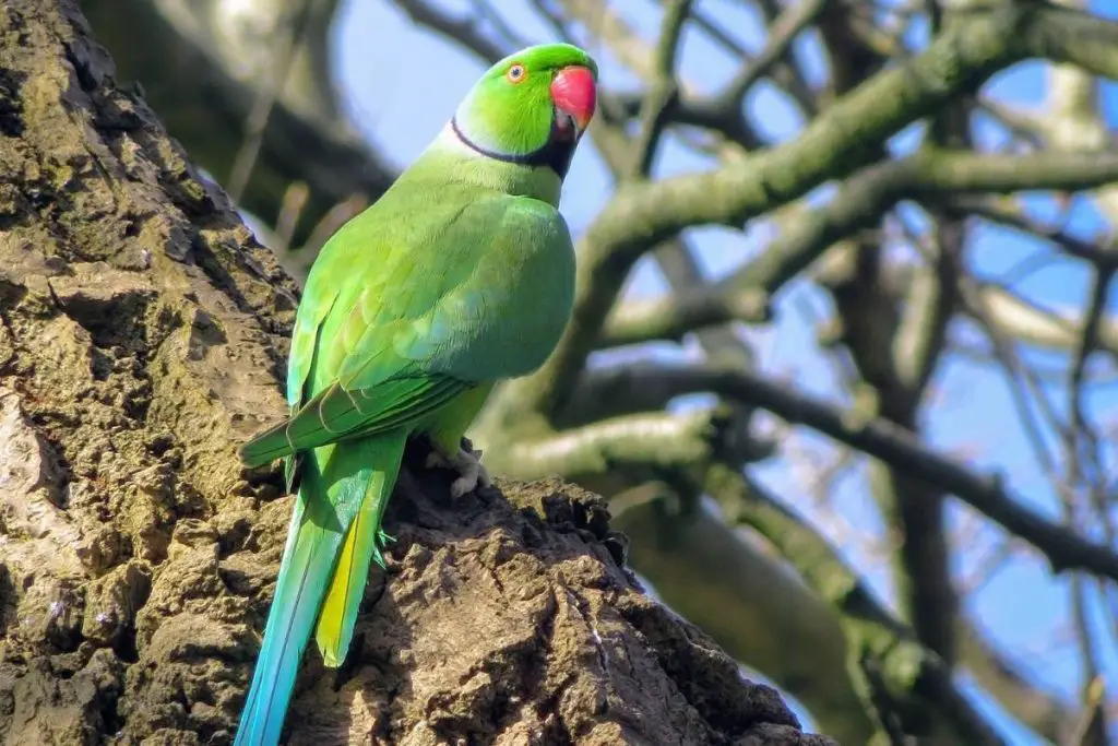 4 Species of Parrots Found in Hawaii - Hawaii Bird Guide