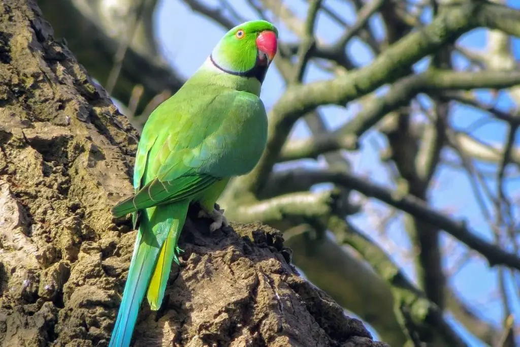 Rose Ringed Parakeet Psittacula Krameri Hawaii Bird Guide