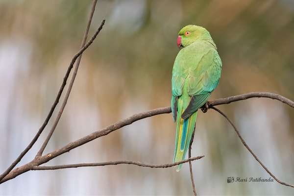 Rose-ringed parakeet perched on a tree