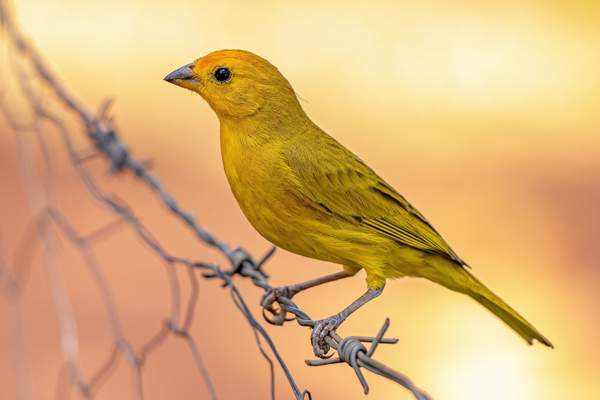 Saffron finch perched on a barbed wire