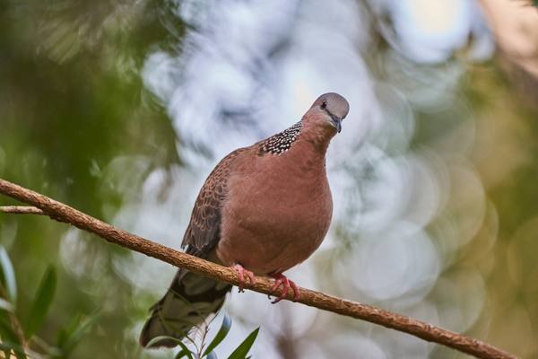 Spotted dove perched