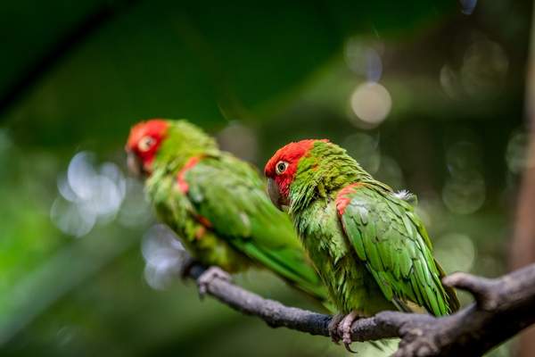 Two red-masked parakeets