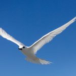 White tern gliding
