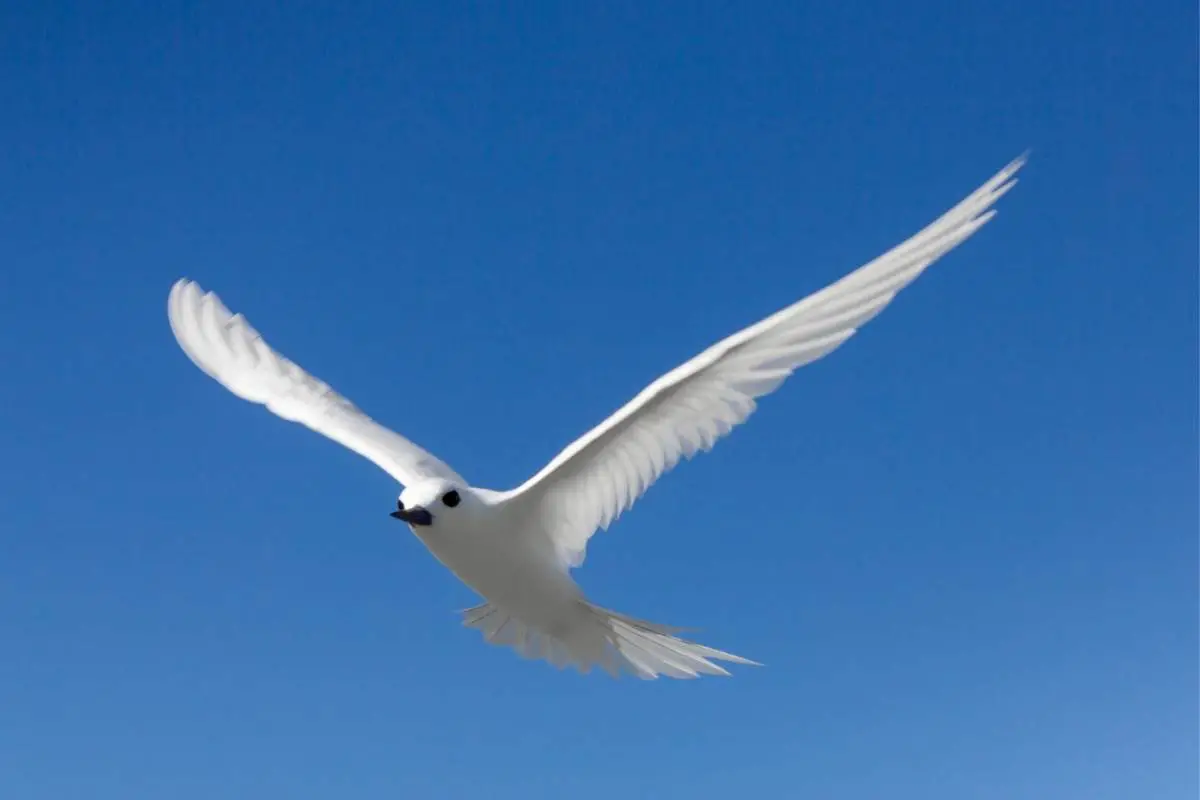 White tern gliding