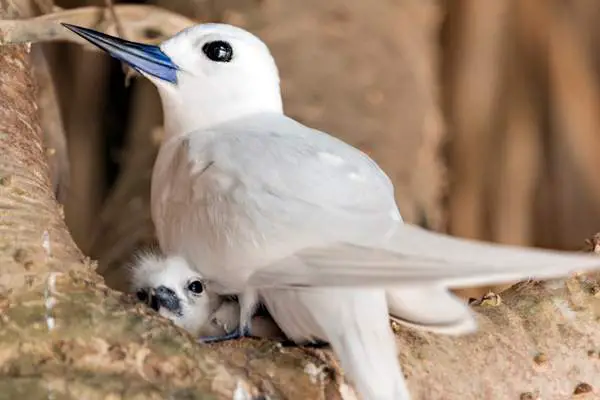 White tern with its chick