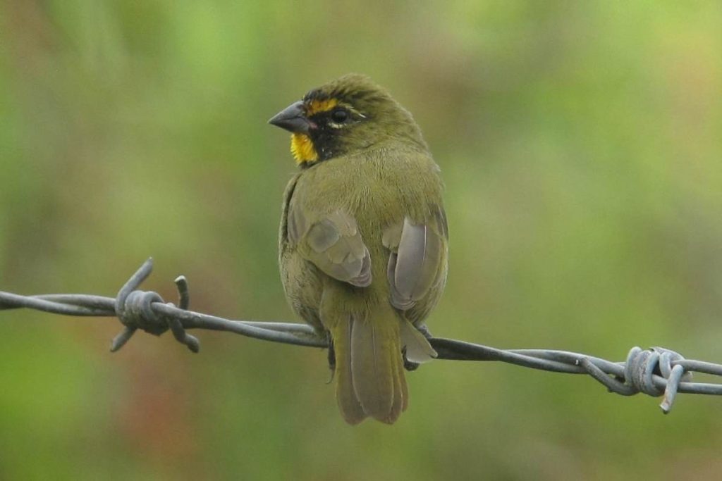 6-types-of-yellow-birds-in-hawaii-pictures-hawaii-bird-guide