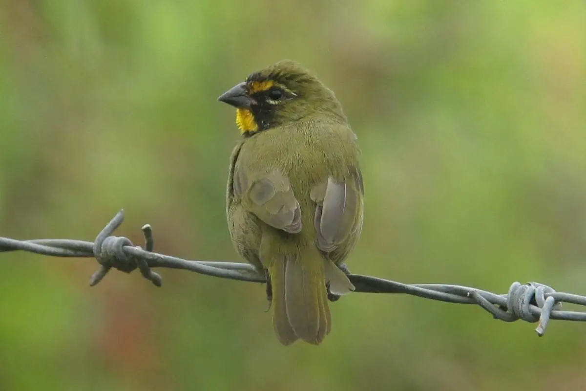 Yellow-faced grassquit on barbed wire