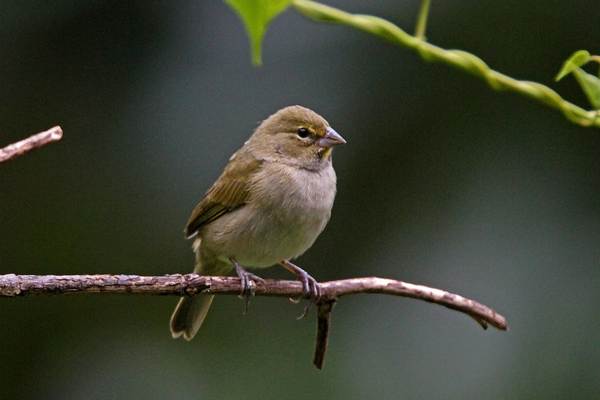 Yellow-faced grassquit on twig