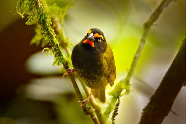 Yellow-faced grassquit perching