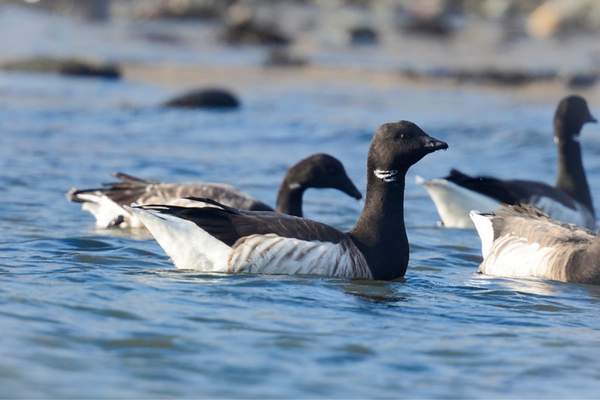 Brant geese swimming