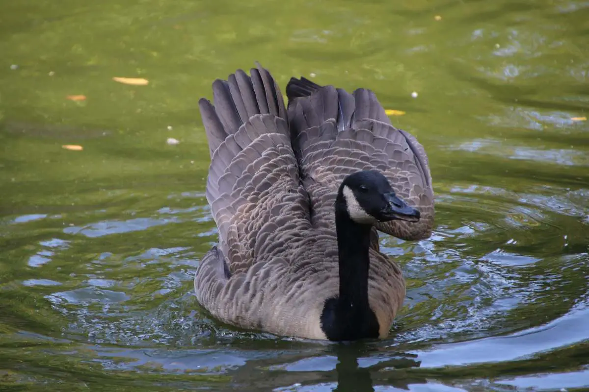 Brant goose swimming