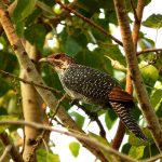 Common cuckoo on a tree