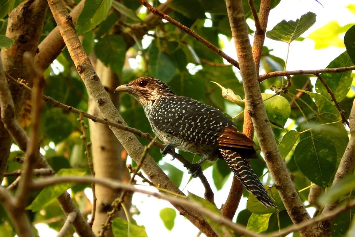 Common cuckoo on a tree