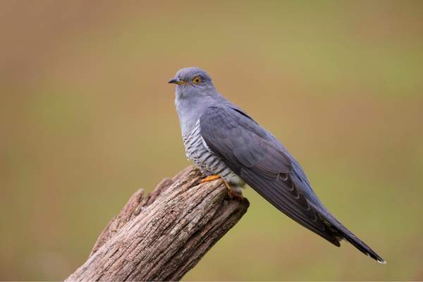 Common cuckoo perched on log