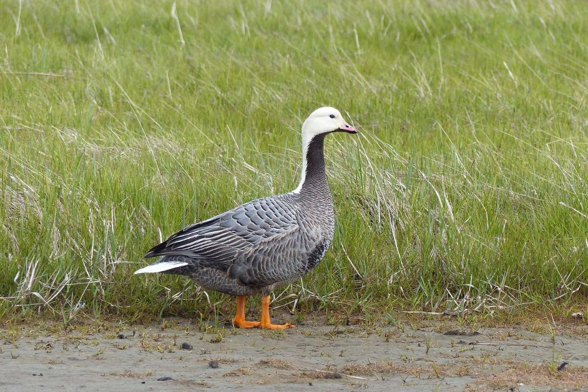 Emperor goose in grass field
