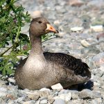Greater white-fronted goose at rest