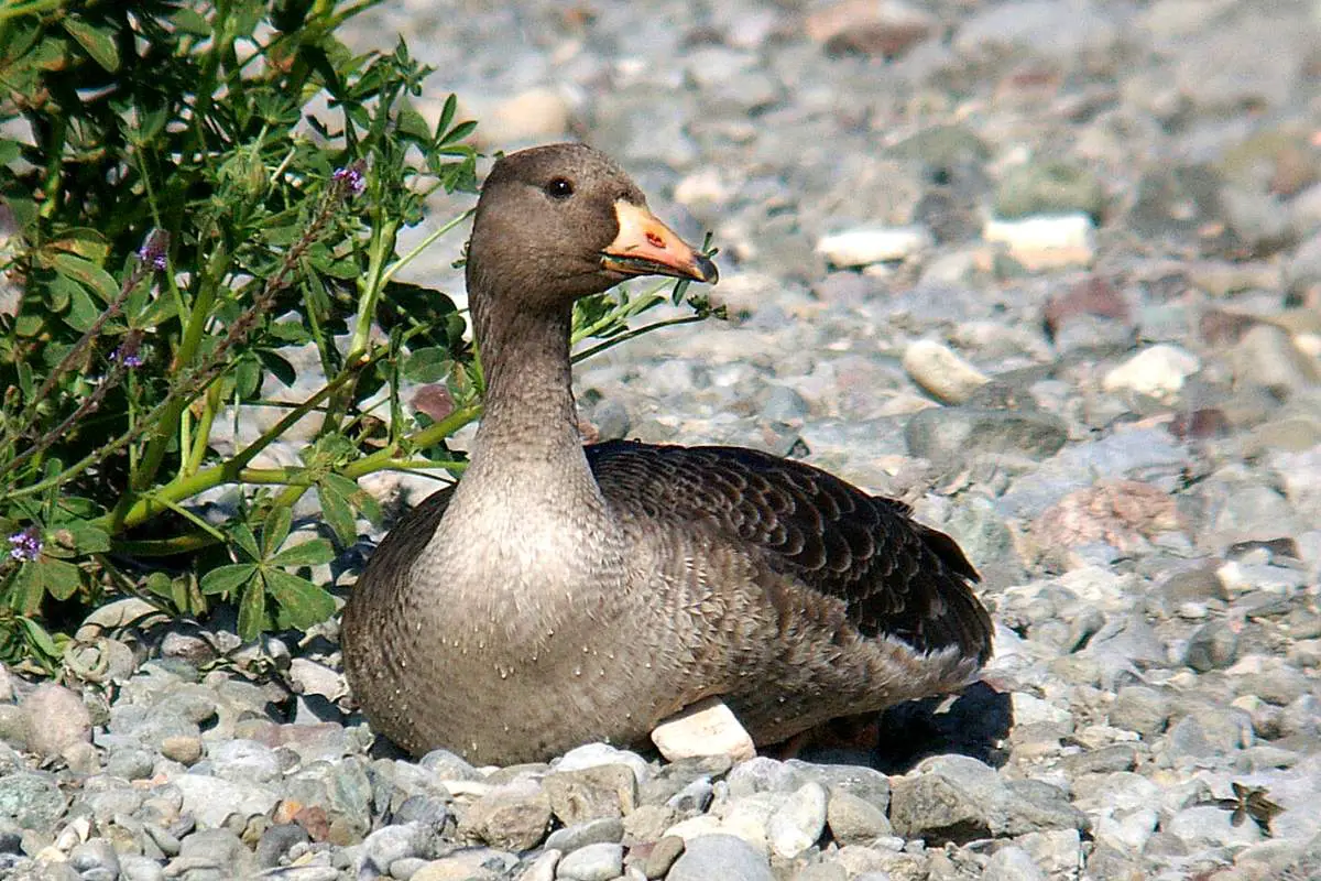 Greater white-fronted goose at rest