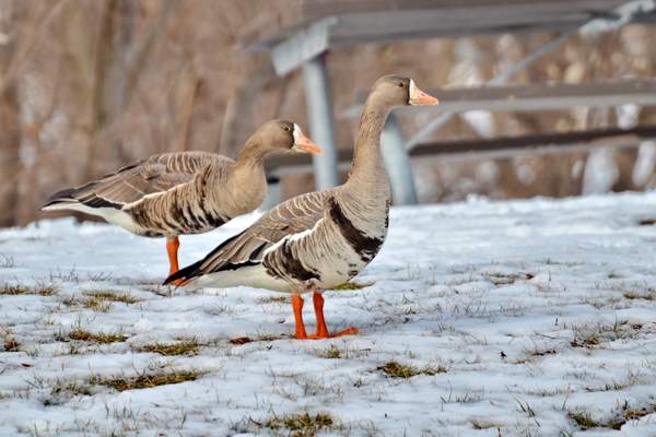 Greater white-fronted gooses at the park