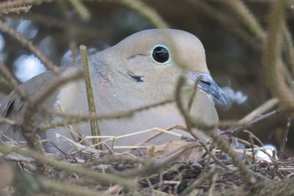 Mourning dove on nest